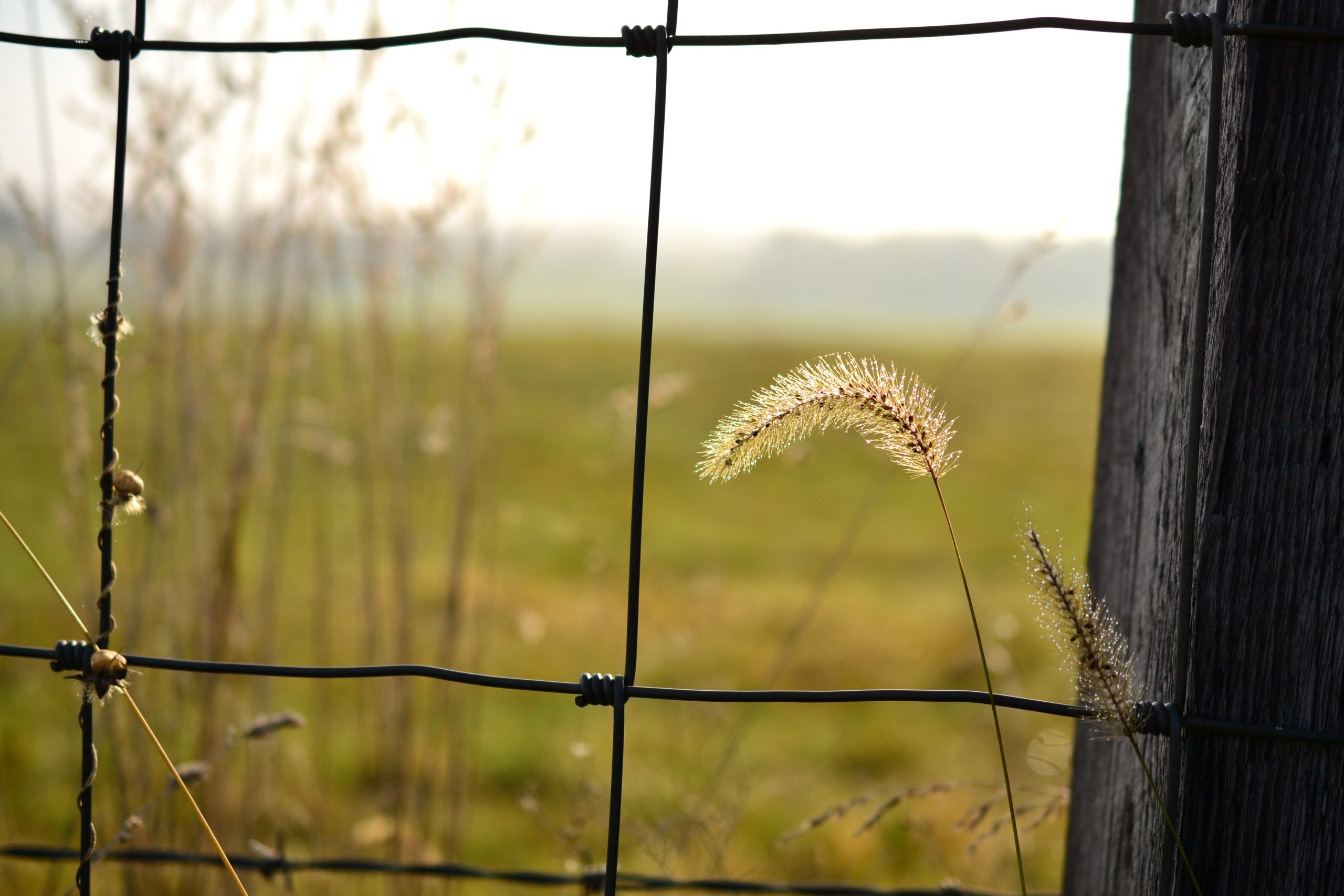 Grass fluffy next to a fence in the early morning light on a farm